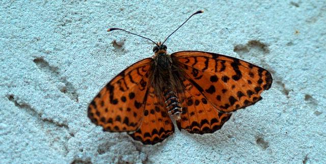 Sul muro di casa mia. Chi si  posato? Melitaea didyma